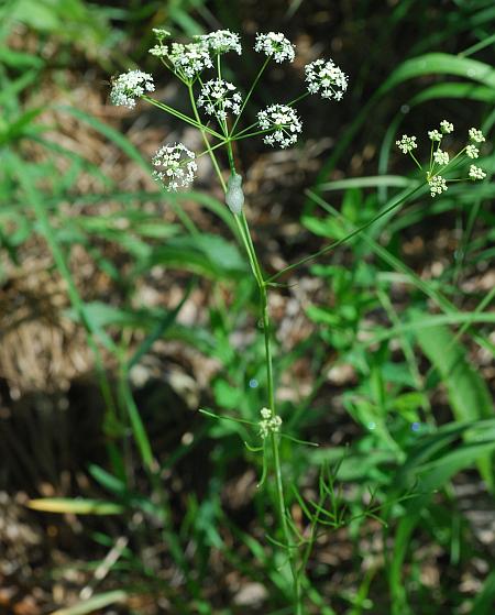 Perideridia_americana_plant.jpg