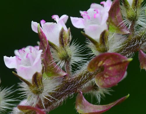 Perilla_frutescens_calyces.jpg