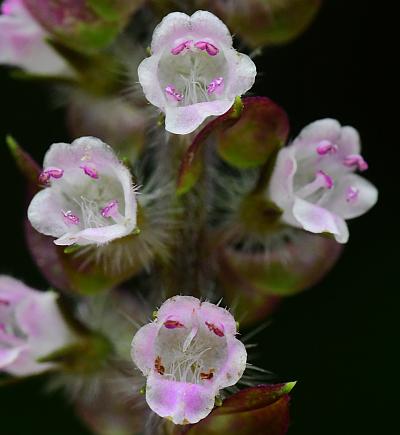 Perilla_frutescens_corollas.jpg