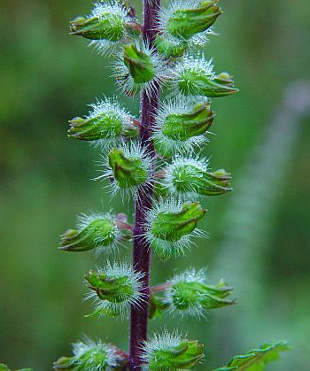 Perilla_frutescens_fruiting_calices.jpg