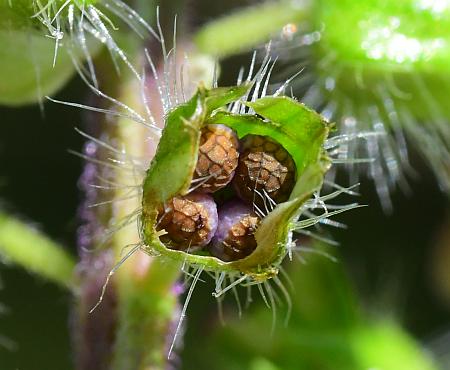 Perilla_frutescens_fruits1.jpg