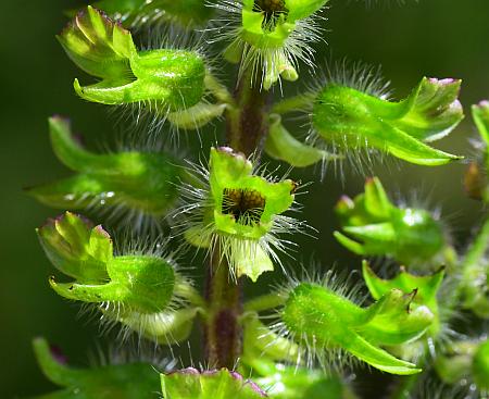 Perilla_frutescens_fruits2.jpg