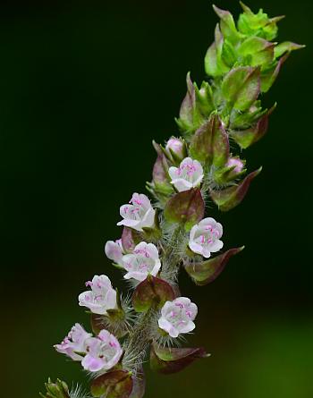 Perilla_frutescens_inflorescence.jpg