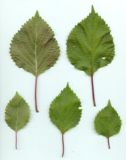 Perilla_frutescens_leaves.jpg