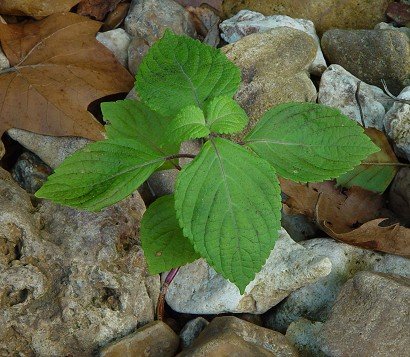 Perilla_frutescens_seedling.jpg