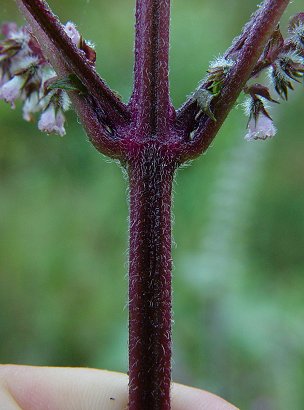 Perilla_frutescens_stem.jpg