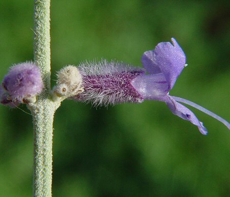 Perovskia_atriplicifolia_calyx.jpg