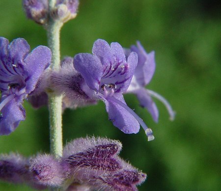 Perovskia_atriplicifolia_flower.jpg