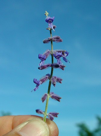 Perovskia_atriplicifolia_inflorescence.jpg