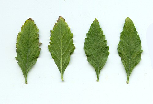 Perovskia_atriplicifolia_leaves.jpg