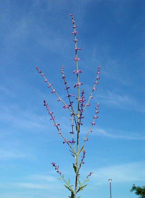Perovskia_atriplicifolia_plant.jpg