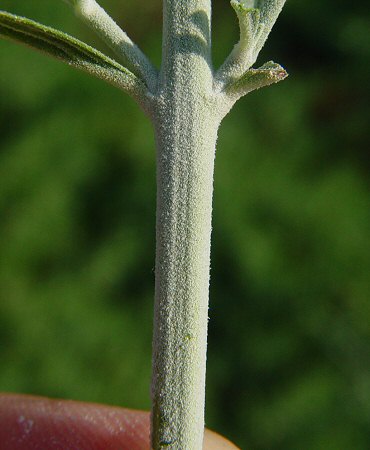 Perovskia_atriplicifolia_stem.jpg
