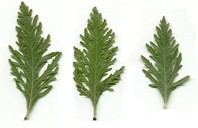 Perovskia_leaves.jpg