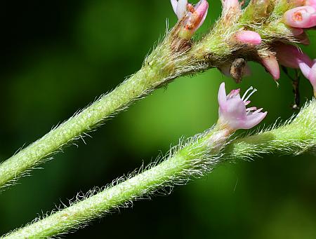 Persicaria_amphibia_axes.jpg