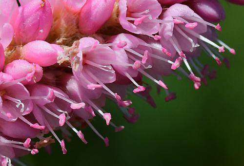 Persicaria_amphibia_flowers1.jpg