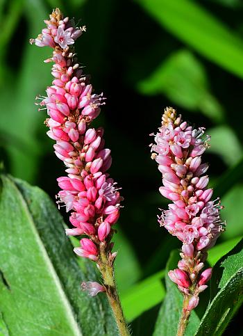 Persicaria_amphibia_inflorescence.jpg