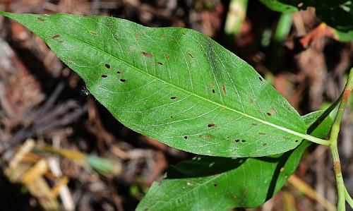 Persicaria_amphibia_leaf1.jpg