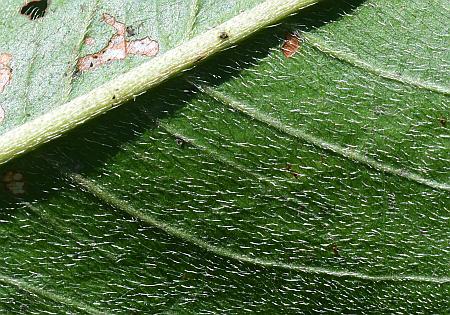 Persicaria_amphibia_leaf2a.jpg