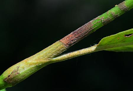 Persicaria_amphibia_ocrea.jpg