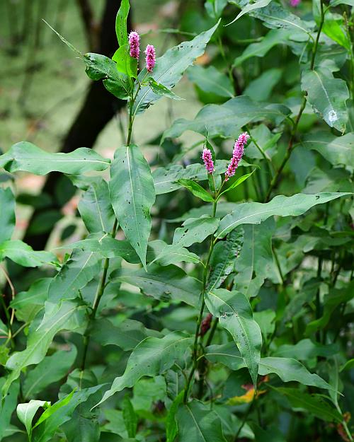 Persicaria_amphibia_plant.jpg