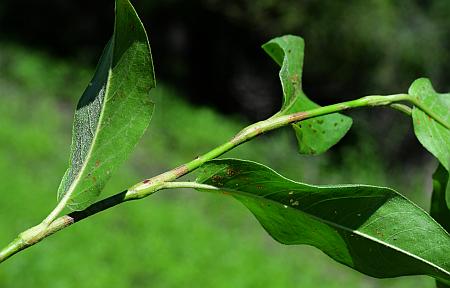 Persicaria_amphibia_stem.jpg