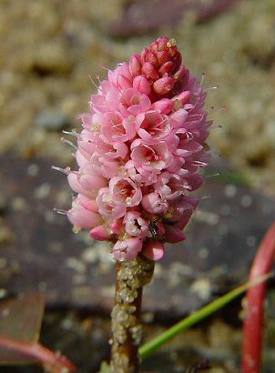 Persicaria_amphibia_var_stipulacea_flowers.jpg