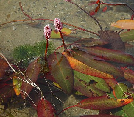 Persicaria_amphibia_var_stipulacea_plant.jpg