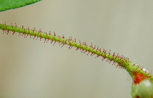 Persicaria_arifolia_axis.jpg