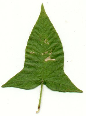 Persicaria_arifolia_leaf.jpg