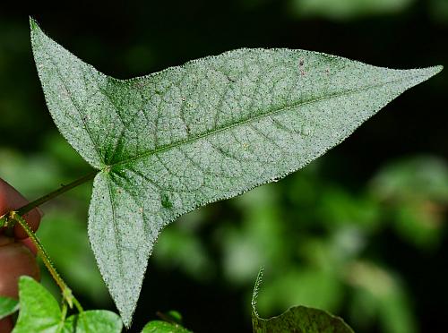 Persicaria_arifolia_leaf1.jpg
