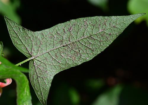 Persicaria_arifolia_leaf2.jpg