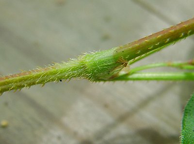 Persicaria_arifolia_node.jpg