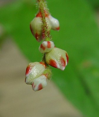 Persicaria_arifolia_perianth.jpg