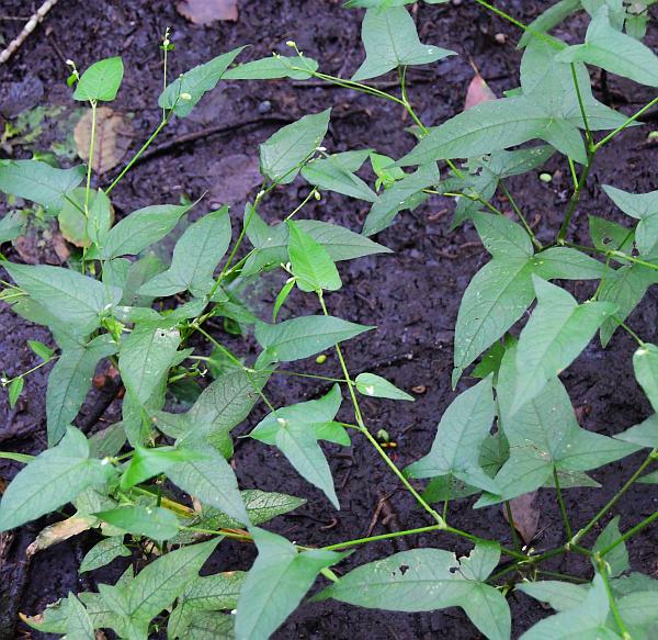 Persicaria_arifolia_plant.jpg