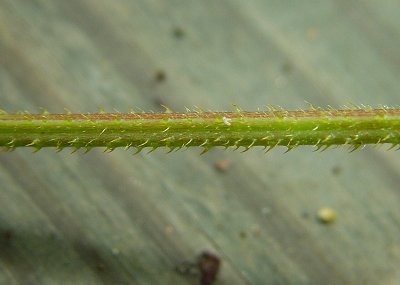 Persicaria_arifolia_stem.jpg