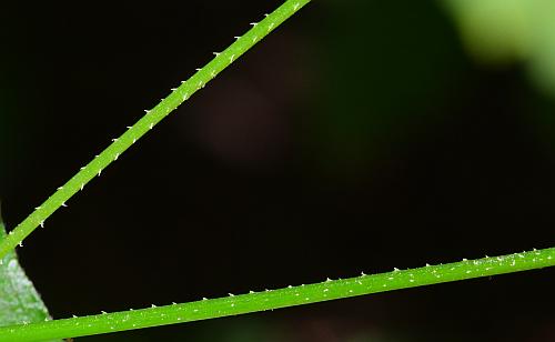 Persicaria_arifolia_stem2.jpg