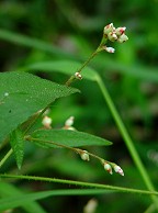 Persicaria arifolia thumbnail