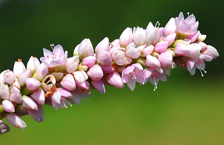 Persicaria_bicornis_inflorescence2.jpg