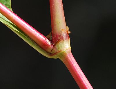 Persicaria_bicornis_ocrea.jpg