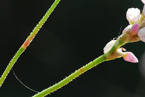 Persicaria_bicornis_peduncle.jpg