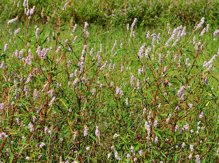 Persicaria_bicornis_plant.jpg