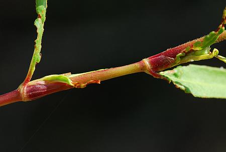 Persicaria_bicornis_stem.jpg