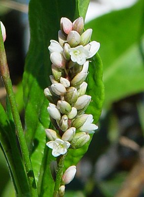 Persicaria_glabra_flowers.jpg