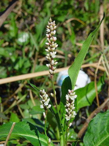 Persicaria_glabra_inflorescence.jpg