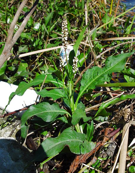 Persicaria_glabra_plant.jpg