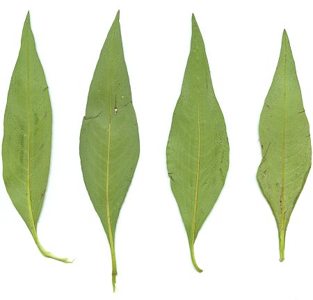 Persicaria_glabra_pressed_leaves.jpg