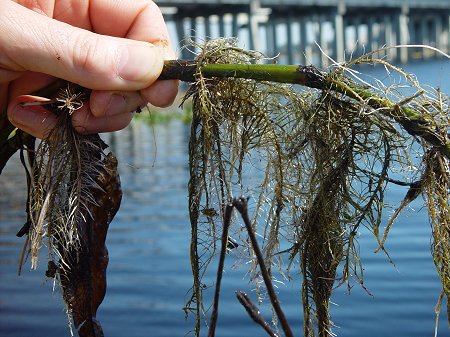 Persicaria_glabra_roots.jpg