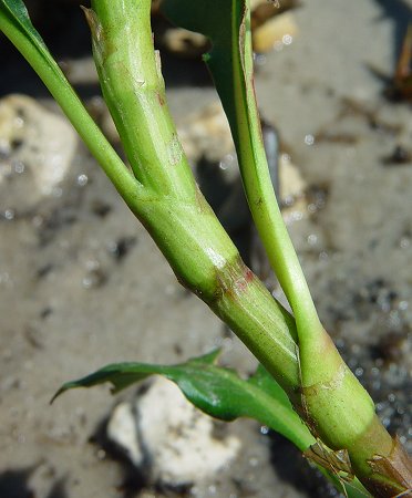 Persicaria_glabra_stem.jpg