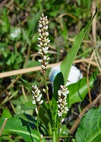 Persicaria glabra thumbnail