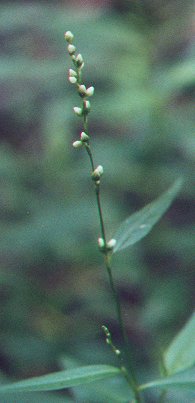 Persicaria_hydropiper_inflorescence.jpg